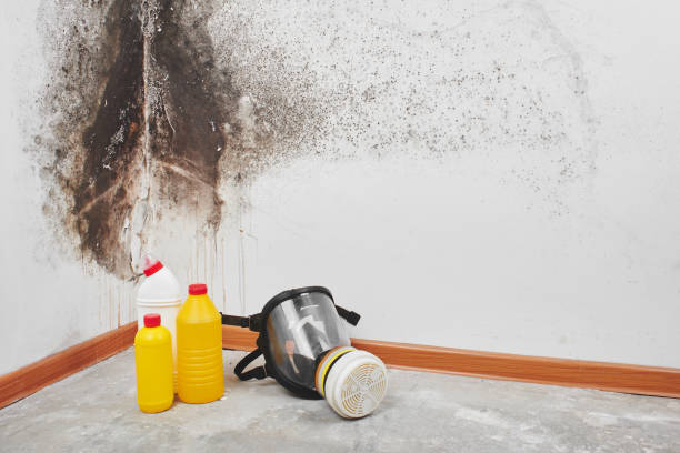 Best Residential Mold Removal  in Demopolis, AL