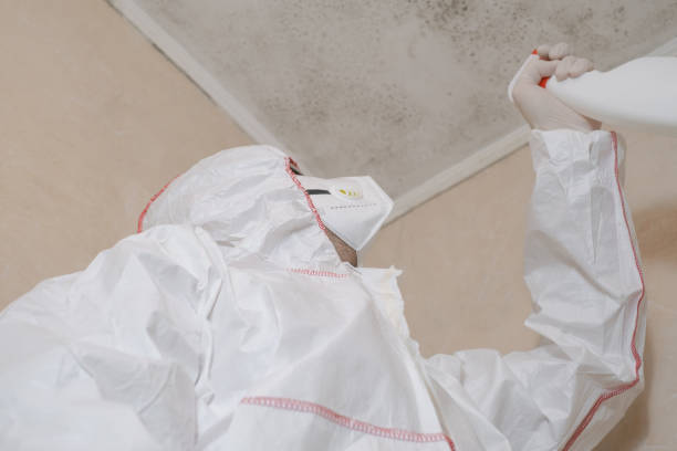 Best Black Mold Removal  in Demopolis, AL