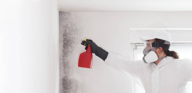 Office Mold Removal Services in Demopolis, AL