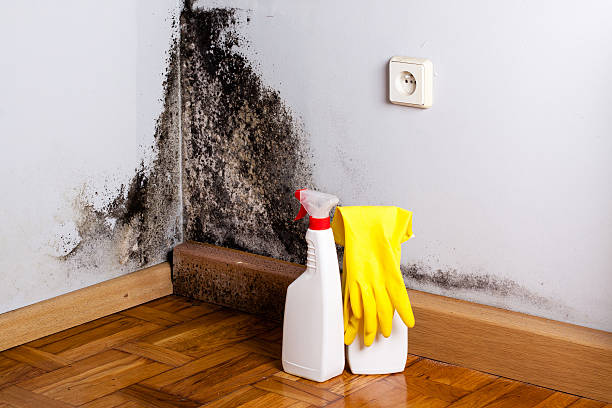 Best Attic Mold Removal  in Demopolis, AL